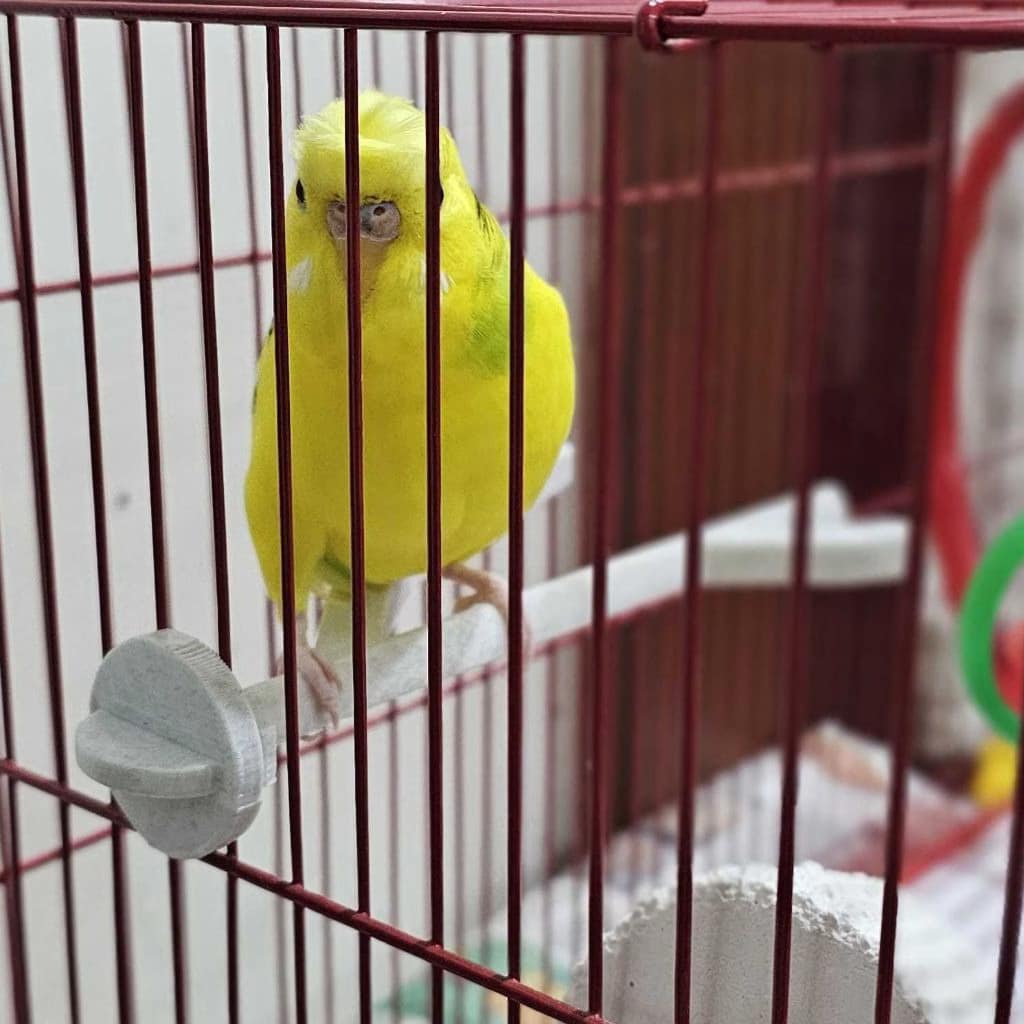 Bird Cage Perch