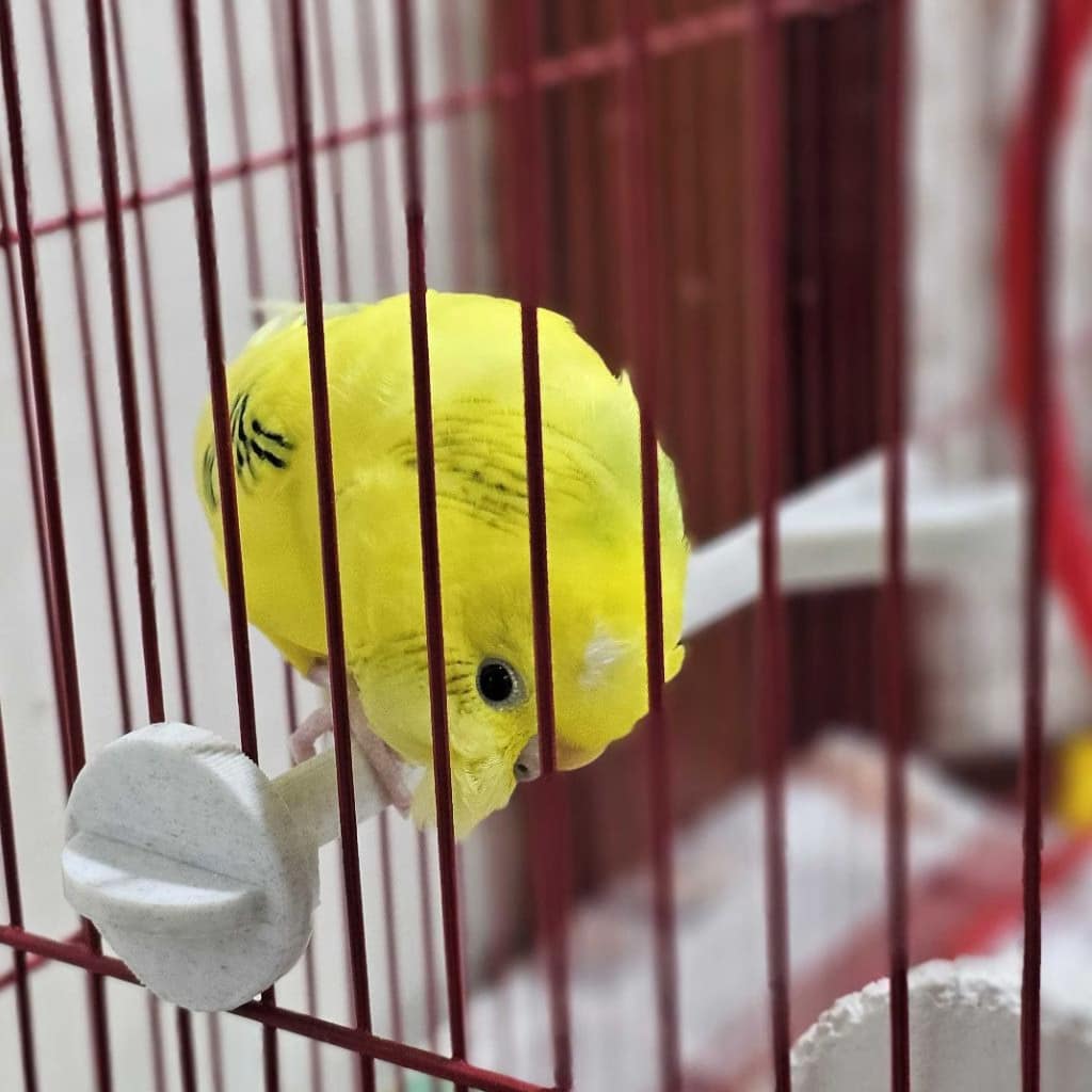 Bird Cage Perch - Image 3