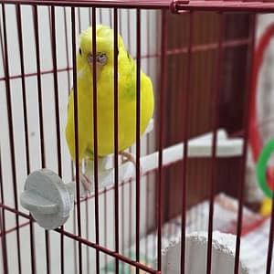Bird Cage Perch